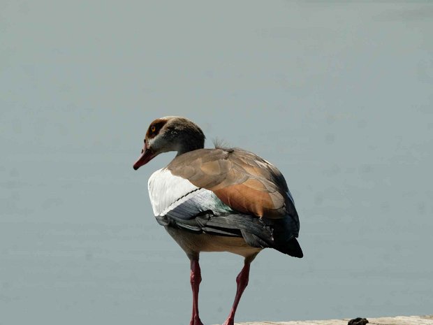 Bird life